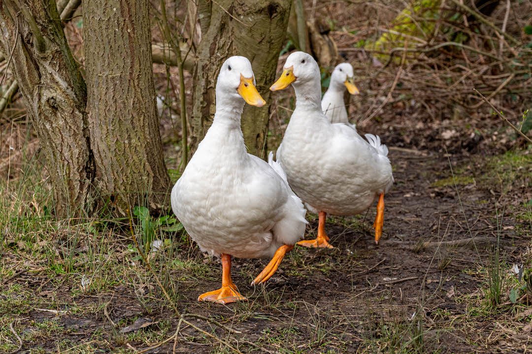Ducks Are a Smart Choice for Your Homestead 5 Reasons Ducks Are a Smart Choice for Your Homestead