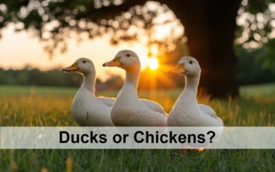 Ducks – A Small-Scale Farming Experience