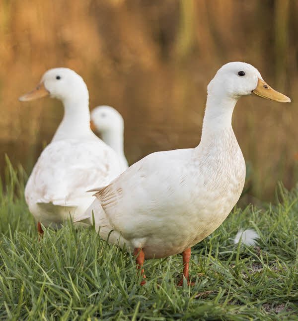 White Pekin Ducks White Pekin Ducks