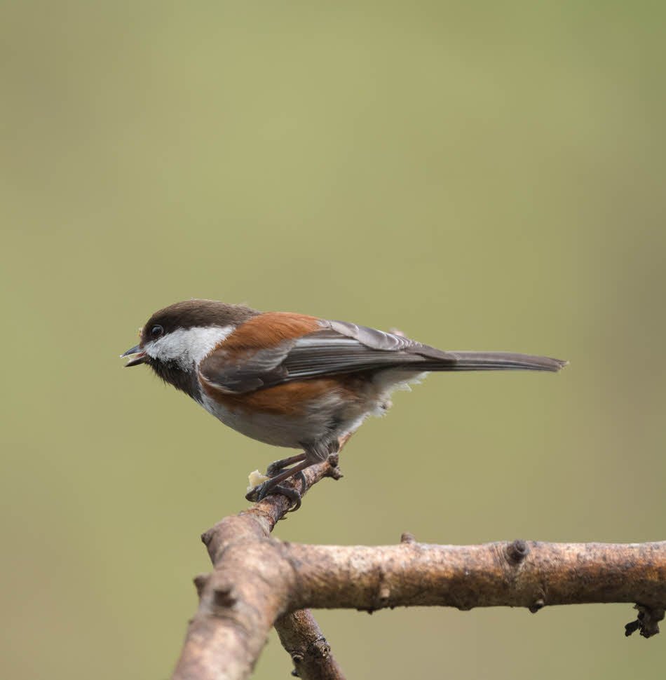 Tiny Homes of VT - Get Closer to Nature